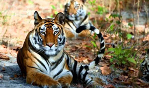 Bardia National Park