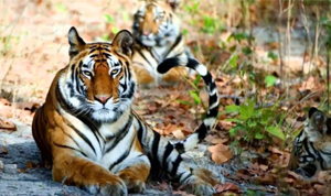 Bardia National Park